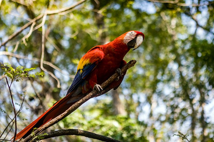 HND COP LasRuinasDeCopan 2019MAY06 Macaws 011