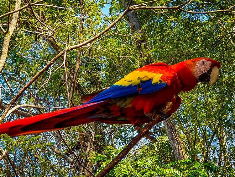 HND COP LasRuinasDeCopan 2019MAY06 Macaws 012