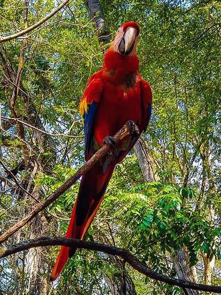 HND COP LasRuinasDeCopan 2019MAY06 Macaws 013