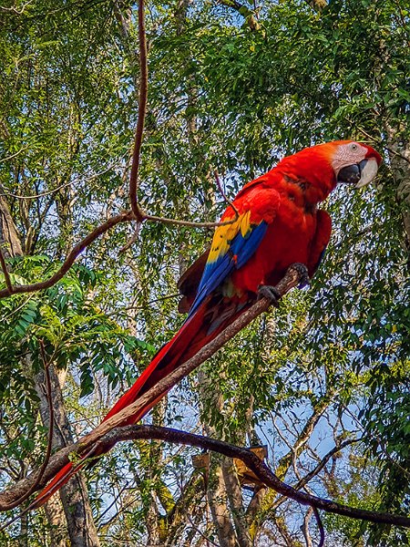 HND COP LasRuinasDeCopan 2019MAY06 Macaws 014