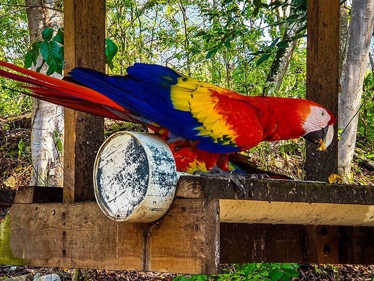 HND COP LasRuinasDeCopan 2019MAY06 Macaws 015