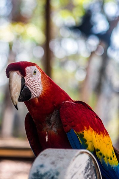 HND COP LasRuinasDeCopan 2019MAY06 Macaws 017