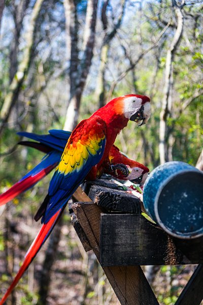 HND COP LasRuinasDeCopan 2019MAY06 Macaws 018