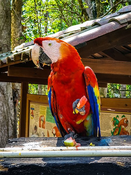 HND COP LasRuinasDeCopan 2019MAY06 Macaws 019