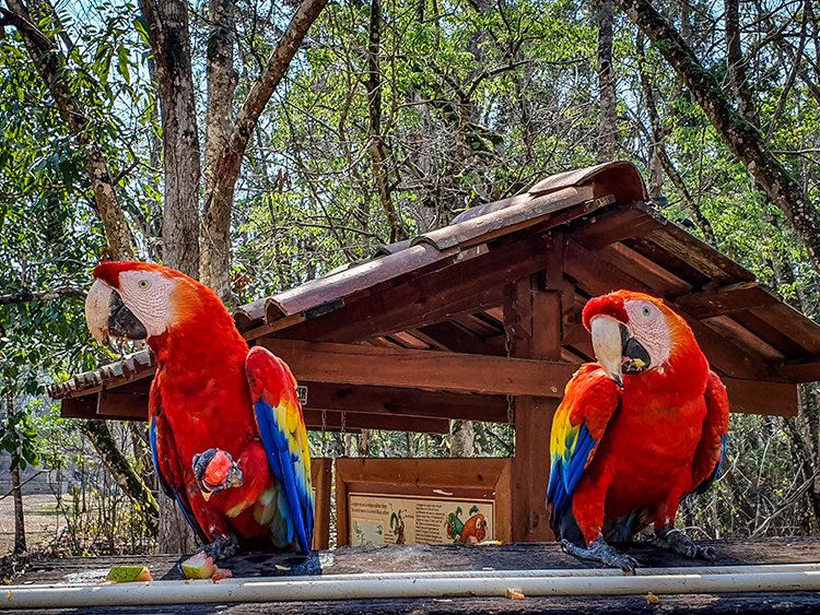 HND COP LasRuinasDeCopan 2019MAY06 Macaws 021