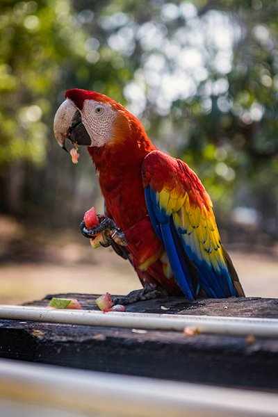 HND COP LasRuinasDeCopan 2019MAY06 Macaws 022