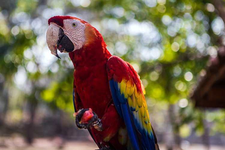 HND COP LasRuinasDeCopan 2019MAY06 Macaws 023