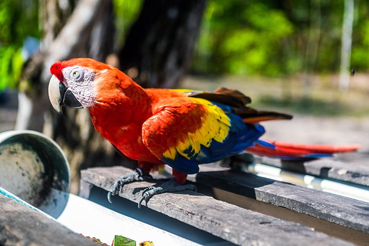 HND COP LasRuinasDeCopan 2019MAY06 Macaws 024