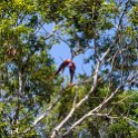 HND COP LasRuinasDeCopan 2019MAY06 Macaws 002 : - DATE, - PLACES, - TRIPS, 10's, 2019, 2019 - Taco's & Toucan's, Americas, Central America, Copán, Copán Ruinas, Day, Honduras, Las Ruinas De Copán, May, Monday, Month, Scarlet Macaws, Year