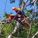HND COP LasRuinasDeCopan 2019MAY06 Macaws 003 : - DATE, - PLACES, - TRIPS, 10's, 2019, 2019 - Taco's & Toucan's, Americas, Central America, Copán, Copán Ruinas, Day, Honduras, Las Ruinas De Copán, May, Monday, Month, Scarlet Macaws, Year
