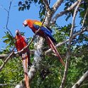 HND COP LasRuinasDeCopan 2019MAY06 Macaws 004 : - DATE, - PLACES, - TRIPS, 10's, 2019, 2019 - Taco's & Toucan's, Americas, Central America, Copán, Copán Ruinas, Day, Honduras, Las Ruinas De Copán, May, Monday, Month, Scarlet Macaws, Year