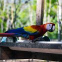 HND COP LasRuinasDeCopan 2019MAY06 Macaws 007 : - DATE, - PLACES, - TRIPS, 10's, 2019, 2019 - Taco's & Toucan's, Americas, Central America, Copán, Copán Ruinas, Day, Honduras, Las Ruinas De Copán, May, Monday, Month, Scarlet Macaws, Year