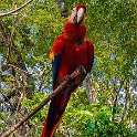 HND COP LasRuinasDeCopan 2019MAY06 Macaws 013 : - DATE, - PLACES, - TRIPS, 10's, 2019, 2019 - Taco's & Toucan's, Americas, Central America, Copán, Copán Ruinas, Day, Honduras, Las Ruinas De Copán, May, Monday, Month, Scarlet Macaws, Year