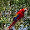 HND COP LasRuinasDeCopan 2019MAY06 Macaws 014 : - DATE, - PLACES, - TRIPS, 10's, 2019, 2019 - Taco's & Toucan's, Americas, Central America, Copán, Copán Ruinas, Day, Honduras, Las Ruinas De Copán, May, Monday, Month, Scarlet Macaws, Year