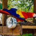 HND COP LasRuinasDeCopan 2019MAY06 Macaws 015 : - DATE, - PLACES, - TRIPS, 10's, 2019, 2019 - Taco's & Toucan's, Americas, Central America, Copán, Copán Ruinas, Day, Honduras, Las Ruinas De Copán, May, Monday, Month, Scarlet Macaws, Year