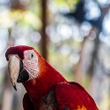 HND COP LasRuinasDeCopan 2019MAY06 Macaws 017 : - DATE, - PLACES, - TRIPS, 10's, 2019, 2019 - Taco's & Toucan's, Americas, Central America, Copán, Copán Ruinas, Day, Honduras, Las Ruinas De Copán, May, Monday, Month, Scarlet Macaws, Year