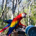 HND COP LasRuinasDeCopan 2019MAY06 Macaws 018 : - DATE, - PLACES, - TRIPS, 10's, 2019, 2019 - Taco's & Toucan's, Americas, Central America, Copán, Copán Ruinas, Day, Honduras, Las Ruinas De Copán, May, Monday, Month, Scarlet Macaws, Year