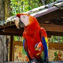 HND COP LasRuinasDeCopan 2019MAY06 Macaws 019 : - DATE, - PLACES, - TRIPS, 10's, 2019, 2019 - Taco's & Toucan's, Americas, Central America, Copán, Copán Ruinas, Day, Honduras, Las Ruinas De Copán, May, Monday, Month, Scarlet Macaws, Year