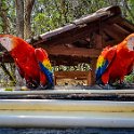HND COP LasRuinasDeCopan 2019MAY06 Macaws 020 : - DATE, - PLACES, - TRIPS, 10's, 2019, 2019 - Taco's & Toucan's, Americas, Central America, Copán, Copán Ruinas, Day, Honduras, Las Ruinas De Copán, May, Monday, Month, Scarlet Macaws, Year
