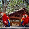HND COP LasRuinasDeCopan 2019MAY06 Macaws 021 : - DATE, - PLACES, - TRIPS, 10's, 2019, 2019 - Taco's & Toucan's, Americas, Central America, Copán, Copán Ruinas, Day, Honduras, Las Ruinas De Copán, May, Monday, Month, Scarlet Macaws, Year