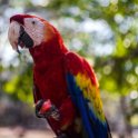 HND COP LasRuinasDeCopan 2019MAY06 Macaws 023 : - DATE, - PLACES, - TRIPS, 10's, 2019, 2019 - Taco's & Toucan's, Americas, Central America, Copán, Copán Ruinas, Day, Honduras, Las Ruinas De Copán, May, Monday, Month, Scarlet Macaws, Year