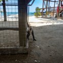 HND IDLB Roatan FrenchCay 2019MAY08 SlothHangout 002 : - DATE, - PLACES, - TRIPS, 10's, 2019, 2019 - Taco's & Toucan's, Americas, Central America, Daniel Johnson's Monkey & Sloth Hang Out, Day, French Cay, Honduras, Islas de la Bahía, May, Month, Roatán, Wednesday, Year