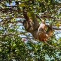 HND IDLB Roatan FrenchCay 2019MAY08 SlothHangout 005 : - DATE, - PLACES, - TRIPS, 10's, 2019, 2019 - Taco's & Toucan's, Americas, Central America, Daniel Johnson's Monkey & Sloth Hang Out, Day, French Cay, Honduras, Islas de la Bahía, May, Month, Roatán, Wednesday, Year