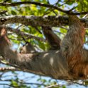 HND IDLB Roatan FrenchCay 2019MAY08 SlothHangout 006 : - DATE, - PLACES, - TRIPS, 10's, 2019, 2019 - Taco's & Toucan's, Americas, Central America, Daniel Johnson's Monkey & Sloth Hang Out, Day, French Cay, Honduras, Islas de la Bahía, May, Month, Roatán, Wednesday, Year