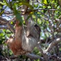 HND IDLB Roatan FrenchCay 2019MAY08 SlothHangout 007 : - DATE, - PLACES, - TRIPS, 10's, 2019, 2019 - Taco's & Toucan's, Americas, Central America, Daniel Johnson's Monkey & Sloth Hang Out, Day, French Cay, Honduras, Islas de la Bahía, May, Month, Roatán, Wednesday, Year