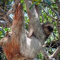 HND IDLB Roatan FrenchCay 2019MAY08 SlothHangout 008 : - DATE, - PLACES, - TRIPS, 10's, 2019, 2019 - Taco's & Toucan's, Americas, Central America, Daniel Johnson's Monkey & Sloth Hang Out, Day, French Cay, Honduras, Islas de la Bahía, May, Month, Roatán, Wednesday, Year