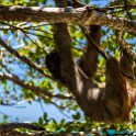 HND IDLB Roatan FrenchCay 2019MAY08 SlothHangout 013 : - DATE, - PLACES, - TRIPS, 10's, 2019, 2019 - Taco's & Toucan's, Americas, Central America, Daniel Johnson's Monkey & Sloth Hang Out, Day, French Cay, Honduras, Islas de la Bahía, May, Month, Roatán, Wednesday, Year