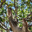 HND IDLB Roatan FrenchCay 2019MAY08 SlothHangout 017 : - DATE, - PLACES, - TRIPS, 10's, 2019, 2019 - Taco's & Toucan's, Americas, Central America, Daniel Johnson's Monkey & Sloth Hang Out, Day, French Cay, Honduras, Islas de la Bahía, May, Month, Roatán, Wednesday, Year