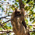 HND IDLB Roatan FrenchCay 2019MAY08 SlothHangout 018 : - DATE, - PLACES, - TRIPS, 10's, 2019, 2019 - Taco's & Toucan's, Americas, Central America, Daniel Johnson's Monkey & Sloth Hang Out, Day, French Cay, Honduras, Islas de la Bahía, May, Month, Roatán, Wednesday, Year