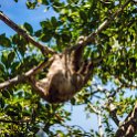 HND IDLB Roatan FrenchCay 2019MAY08 SlothHangout 019 : - DATE, - PLACES, - TRIPS, 10's, 2019, 2019 - Taco's & Toucan's, Americas, Central America, Daniel Johnson's Monkey & Sloth Hang Out, Day, French Cay, Honduras, Islas de la Bahía, May, Month, Roatán, Wednesday, Year
