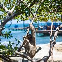 HND IDLB Roatan FrenchCay 2019MAY08 SlothHangout 021 : - DATE, - PLACES, - TRIPS, 10's, 2019, 2019 - Taco's & Toucan's, Americas, Central America, Daniel Johnson's Monkey & Sloth Hang Out, Day, French Cay, Honduras, Islas de la Bahía, May, Month, Roatán, Wednesday, Year