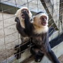 HND IDLB Roatan FrenchCay 2019MAY08 SlothHangout 022 : - DATE, - PLACES, - TRIPS, 10's, 2019, 2019 - Taco's & Toucan's, Americas, Central America, Daniel Johnson's Monkey & Sloth Hang Out, Day, French Cay, Honduras, Islas de la Bahía, May, Month, Roatán, Wednesday, Year