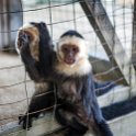 HND IDLB Roatan FrenchCay 2019MAY08 SlothHangout 023 : - DATE, - PLACES, - TRIPS, 10's, 2019, 2019 - Taco's & Toucan's, Americas, Central America, Daniel Johnson's Monkey & Sloth Hang Out, Day, French Cay, Honduras, Islas de la Bahía, May, Month, Roatán, Wednesday, Year