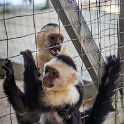 HND IDLB Roatan FrenchCay 2019MAY08 SlothHangout 025 : - DATE, - PLACES, - TRIPS, 10's, 2019, 2019 - Taco's & Toucan's, Americas, Central America, Daniel Johnson's Monkey & Sloth Hang Out, Day, French Cay, Honduras, Islas de la Bahía, May, Month, Roatán, Wednesday, Year