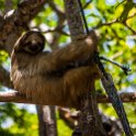 HND IDLB Roatan FrenchCay 2019MAY08 SlothHangout 026 : - DATE, - PLACES, - TRIPS, 10's, 2019, 2019 - Taco's & Toucan's, Americas, Central America, Daniel Johnson's Monkey & Sloth Hang Out, Day, French Cay, Honduras, Islas de la Bahía, May, Month, Roatán, Wednesday, Year