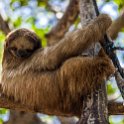 HND IDLB Roatan FrenchCay 2019MAY08 SlothHangout 028 : - DATE, - PLACES, - TRIPS, 10's, 2019, 2019 - Taco's & Toucan's, Americas, Central America, Daniel Johnson's Monkey & Sloth Hang Out, Day, French Cay, Honduras, Islas de la Bahía, May, Month, Roatán, Wednesday, Year