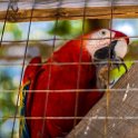 HND IDLB Roatan FrenchCay 2019MAY08 SlothHangout 030 : - DATE, - PLACES, - TRIPS, 10's, 2019, 2019 - Taco's & Toucan's, Americas, Central America, Daniel Johnson's Monkey & Sloth Hang Out, Day, French Cay, Honduras, Islas de la Bahía, May, Month, Roatán, Wednesday, Year
