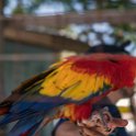 HND IDLB Roatan FrenchCay 2019MAY08 SlothHangout 031 : - DATE, - PLACES, - TRIPS, 10's, 2019, 2019 - Taco's & Toucan's, Americas, Central America, Daniel Johnson's Monkey & Sloth Hang Out, Day, French Cay, Honduras, Islas de la Bahía, May, Month, Roatán, Wednesday, Year