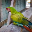 HND IDLB Roatan FrenchCay 2019MAY08 SlothHangout 032 : - DATE, - PLACES, - TRIPS, 10's, 2019, 2019 - Taco's & Toucan's, Americas, Central America, Daniel Johnson's Monkey & Sloth Hang Out, Day, French Cay, Honduras, Islas de la Bahía, May, Month, Roatán, Wednesday, Year