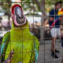 HND IDLB Roatan FrenchCay 2019MAY08 SlothHangout 033 : - DATE, - PLACES, - TRIPS, 10's, 2019, 2019 - Taco's & Toucan's, Americas, Central America, Daniel Johnson's Monkey & Sloth Hang Out, Day, French Cay, Honduras, Islas de la Bahía, May, Month, Roatán, Wednesday, Year