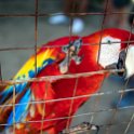 HND IDLB Roatan FrenchCay 2019MAY08 SlothHangout 034 : - DATE, - PLACES, - TRIPS, 10's, 2019, 2019 - Taco's & Toucan's, Americas, Central America, Daniel Johnson's Monkey & Sloth Hang Out, Day, French Cay, Honduras, Islas de la Bahía, May, Month, Roatán, Wednesday, Year