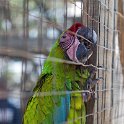 HND IDLB Roatan FrenchCay 2019MAY08 SlothHangout 035 : - DATE, - PLACES, - TRIPS, 10's, 2019, 2019 - Taco's & Toucan's, Americas, Central America, Daniel Johnson's Monkey & Sloth Hang Out, Day, French Cay, Honduras, Islas de la Bahía, May, Month, Roatán, Wednesday, Year