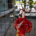 HND IDLB Roatan FrenchCay 2019MAY08 SlothHangout 036 : - DATE, - PLACES, - TRIPS, 10's, 2019, 2019 - Taco's & Toucan's, Americas, Central America, Daniel Johnson's Monkey & Sloth Hang Out, Day, French Cay, Honduras, Islas de la Bahía, May, Month, Roatán, Wednesday, Year