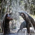 MEX CDMX Coyoacan 2019MAR29 FuenteCoyotes 002  Created in 1967, this public artwork makes reference of the borough’s name, which translates as ' place of the abundant coyotes ' in the   Nahuatl   language of the Aztecs. : - DATE, - PLACES, - TRIPS, 10's, 2019, 2019 - Taco's & Toucan's, Americas, Central, Coyoacán, Day, Friday, Fuente de los Coyotes, March, Mexico, Mexico City, Month, North America, Year