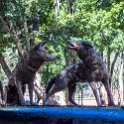 MEX CDMX Coyoacan 2019MAR29 FuenteCoyotes 006 : - DATE, - PLACES, - TRIPS, 10's, 2019, 2019 - Taco's & Toucan's, Americas, Central, Coyoacán, Day, Friday, Fuente de los Coyotes, March, Mexico, Mexico City, Month, North America, Year