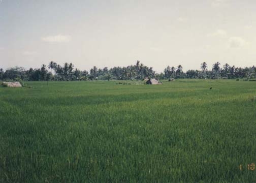 IDN Bali 1990OCT01 WRLFC WGT 021